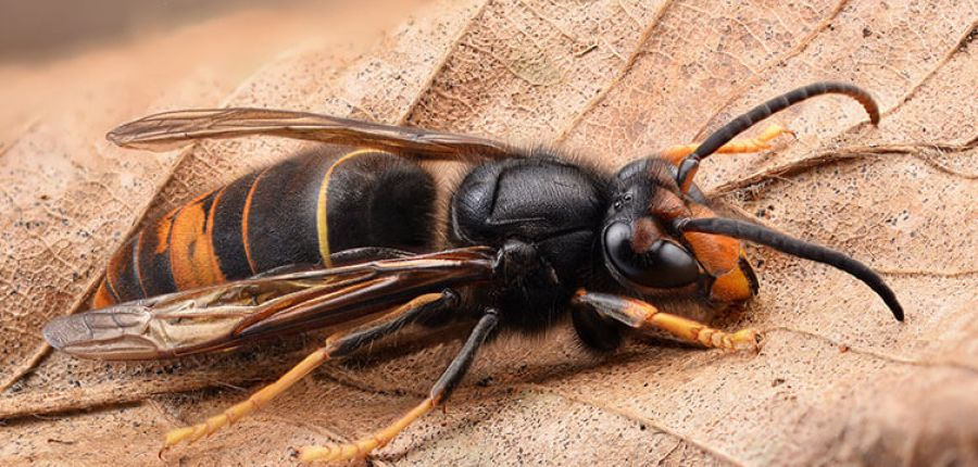 Asian Hornet